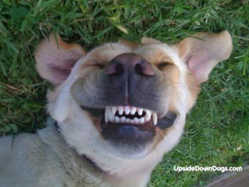 Talking Dog