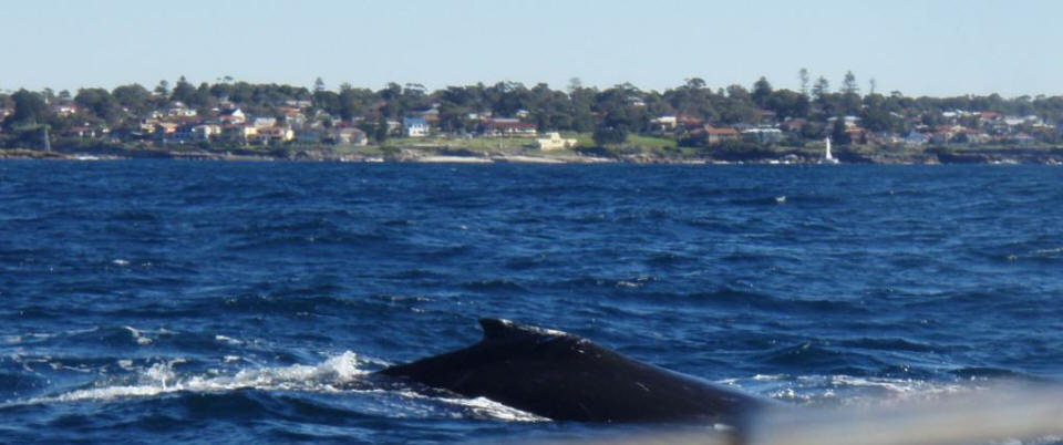 Whale