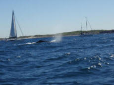 whale