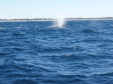 whale