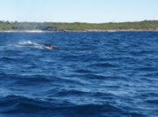 whale