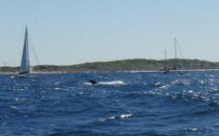 whale