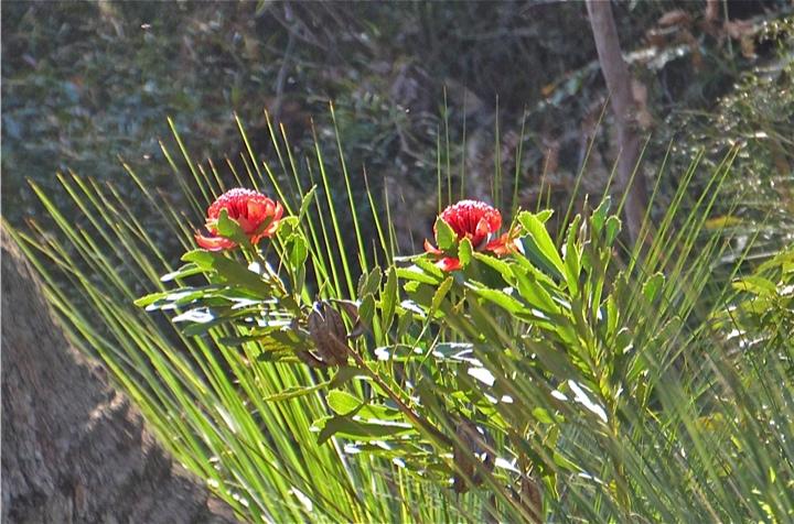 Waratah