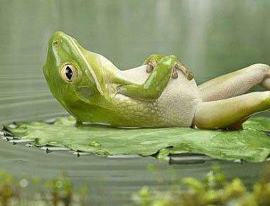 Dead_frog
