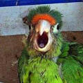 Parrot