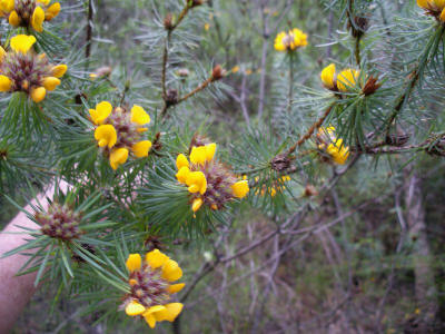wildflowers