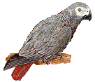 Parrots