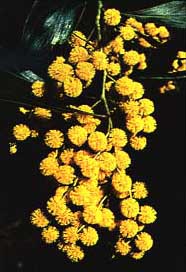 Wattle